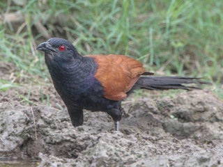 Centropus sinensis, Greater Coucal