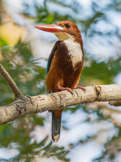 Halcyon smyrnensis, White-throated Kingfisher