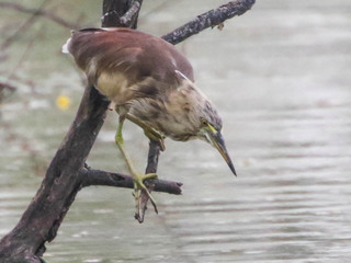 Ardeola grayii, Indian Pond-Heron