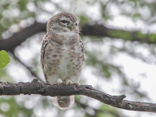 Athene brama, Spotted Owlet