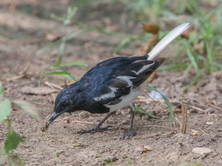 Copsychus saularis, Oriental Magpie-Robin