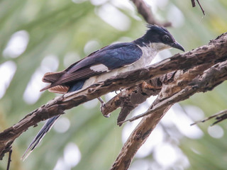 Clamator jacobinus, Jocabin Cuckoo