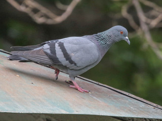 Columba livia, Rock Pigeon