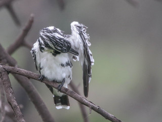 Ceryle rudis, Pied Kingfisher