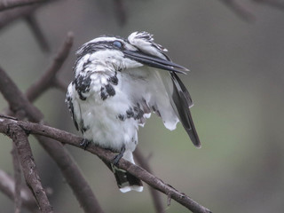 Ceryle rudis, Pied Kingfisher