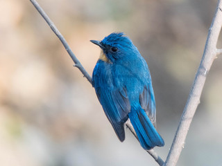 Cyornis tickelliae, Tickells Blue-Flycatcher
