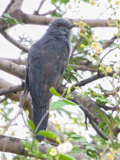 Cacomantis passerinus, Grey-bellied Cuckoo