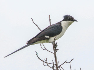 Clamator jacobinus, Jocabin Cuckoo