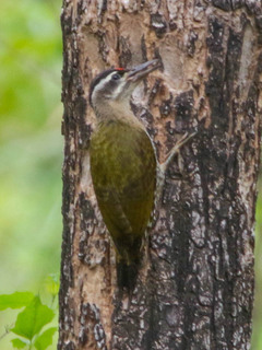 Picus xanthopygaeus, Streak-throated Woodpecker