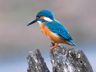 Alcedo atthis, Common Kingfisher