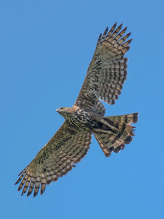 Nisaetus cirrhatus, Crested Hawk-Eagle