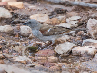 Passer griseus, Gray-headed Sparrow