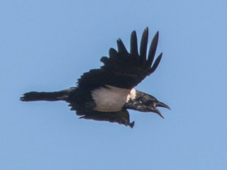 Corvus albus, Pied Crow