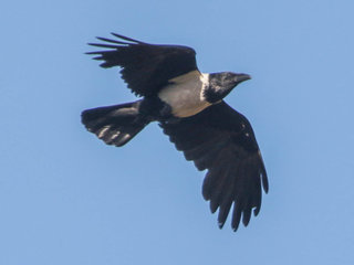 Corvus albus, Pied Crow