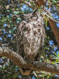 Bubo africanus, Spotted Eagle-Owl