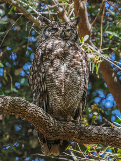 Bubo africanus, Spotted Eagle-Owl
