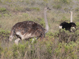 Struthio camelus, Common Ostrich