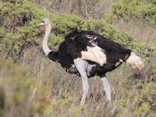 Struthio camelus, Common Ostrich