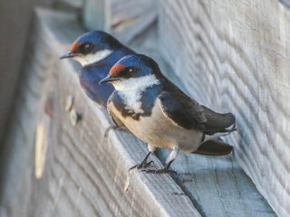 Hirundo albigularis, White-throated Swallow