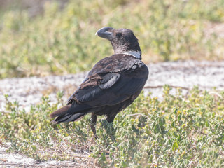 Corvus albicollis, White-necked Raven