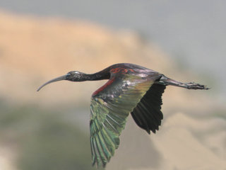 Plegadis falcinellus, Glossy Ibis