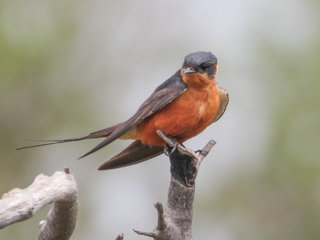 Cecropis semirufa, Red-breasted Swallow