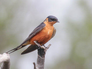 Cecropis semirufa, Red-breasted Swallow