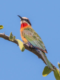 Merops bullockoides, White-fronted Bee-eater