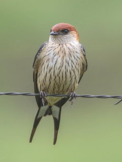 Hirundo cucullata, Greater Striped-Swallow