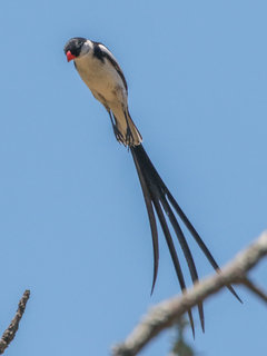 Vidua macroura, Pin-tailed Whydah
