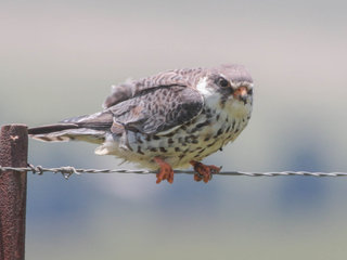 Falco amurensis, Amur Falcon