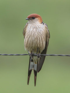 Hirundo cucullata, Greater Striped-Swallow