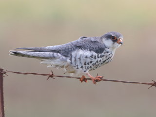 Falco amurensis, Amur Falcon