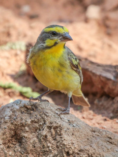 Crithagra mozambica, Yellow-fronted Canary