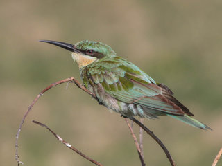 Merops persicus, Blue-cheeked Bee-eater