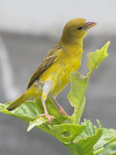 Ploceus subaureus, Yellow or Eastern Golden Weaver