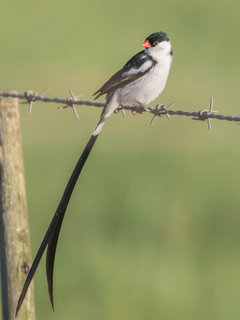 Vidua macroura, Pin-tailed Whydah
