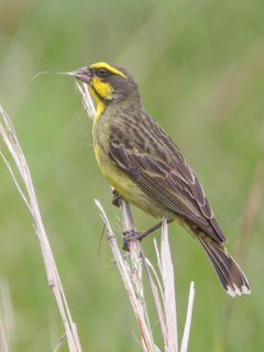 Crithagra mozambica, Yellow-fronted Canary