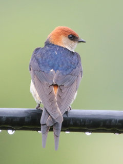 Hirundo cucullata, Greater Striped Swallow