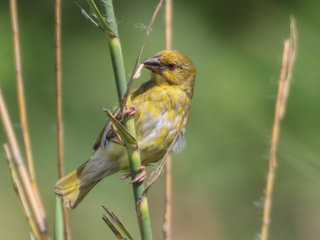 Ploceus subaureus, Yellow Weaver
