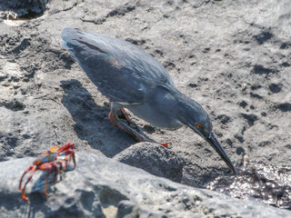 Butorides sundevalli, Galapagos or Lava Heron