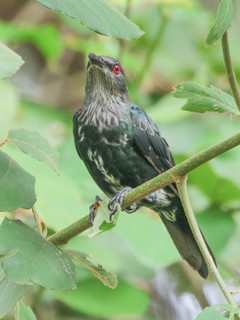 Aplonis panayensis, Asian Glossy-Starling