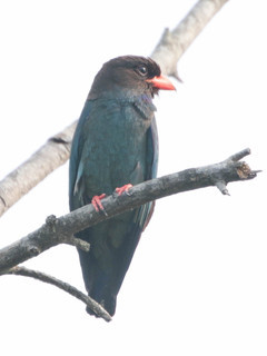 Eurystomus orientalis, Dollarbird