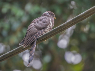 Hierococcyx sparverioides, Large Hawk-Cuckoo