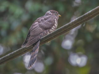 Hierococcyx sparverioides, Large Hawk-Cuckoo