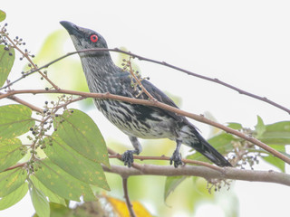 Aplonis panayensis, Asian Glossy Starling