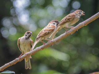 Passer montanus, Eurasian Tree Sparrow