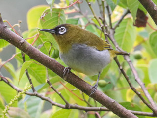 Zosterops atricapillus, Black-capped White-eye