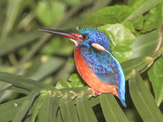 Alcedo meninting, Blue-eared Kingfisher