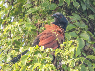 Centropus sinensis, Greater Coucal